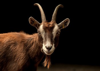 Chivo Wallet, a goat with a black background