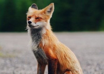 MetaMask Infura Ethereum