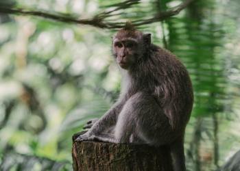 The APE Transaction Of $3 Million That Went Viral - What’s Behind It?