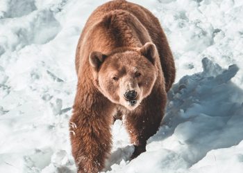 Quant Explains Why This Bitcoin Bear Market Is Different From Others