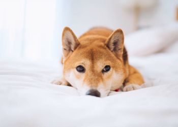 Shiba Inu