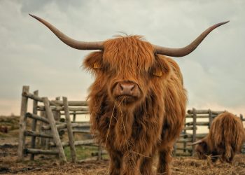 Bitcoin Bullish Signal: Netflow Observes Sharp Negative Spike