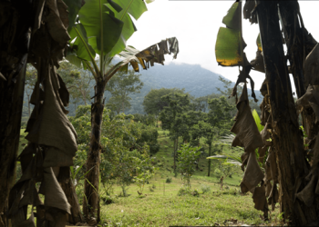 Alóki Reveals the Development of a Metaverse Tied to 750 Acres of Jungle in Costa Rica