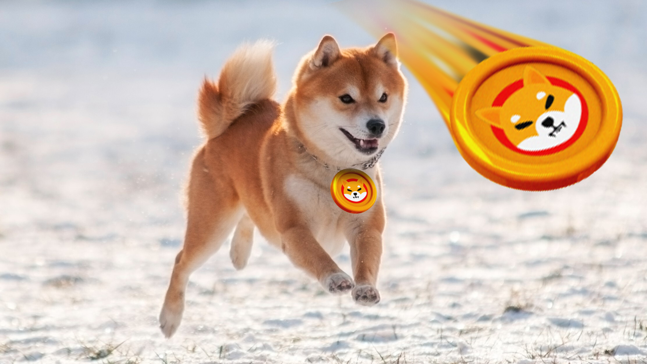 Shiba Inu Unveils The Name Of Its New CCG Game