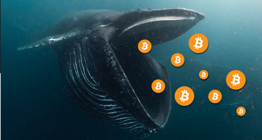 Bitcoin Whales Buy $3.12 Billion In BTC In Last 24 Hours As Crypto Braced For Fed Hike