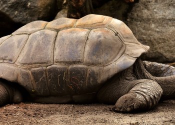 Ethereum Supply Slowed After Upgrade, Will It Ever Trigger Growth?