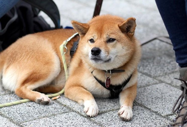 Shiba Inu price predictions: will 2023 be “The year” for SHIB?