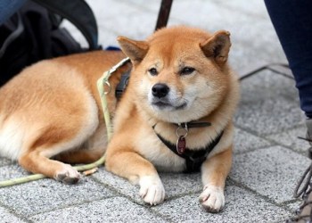 Shiba Inu price predictions: will 2023 be “The year” for SHIB?