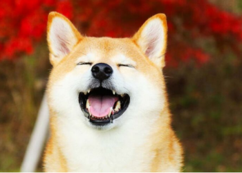 SHIB