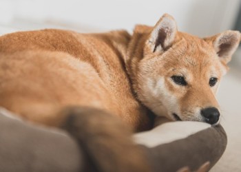 Is it Too Late to Buy Shiba Inu? What is the industry saying about it