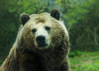 Polygon Bearish Signal: Whale Moves $7.8M in MATIC To Binance