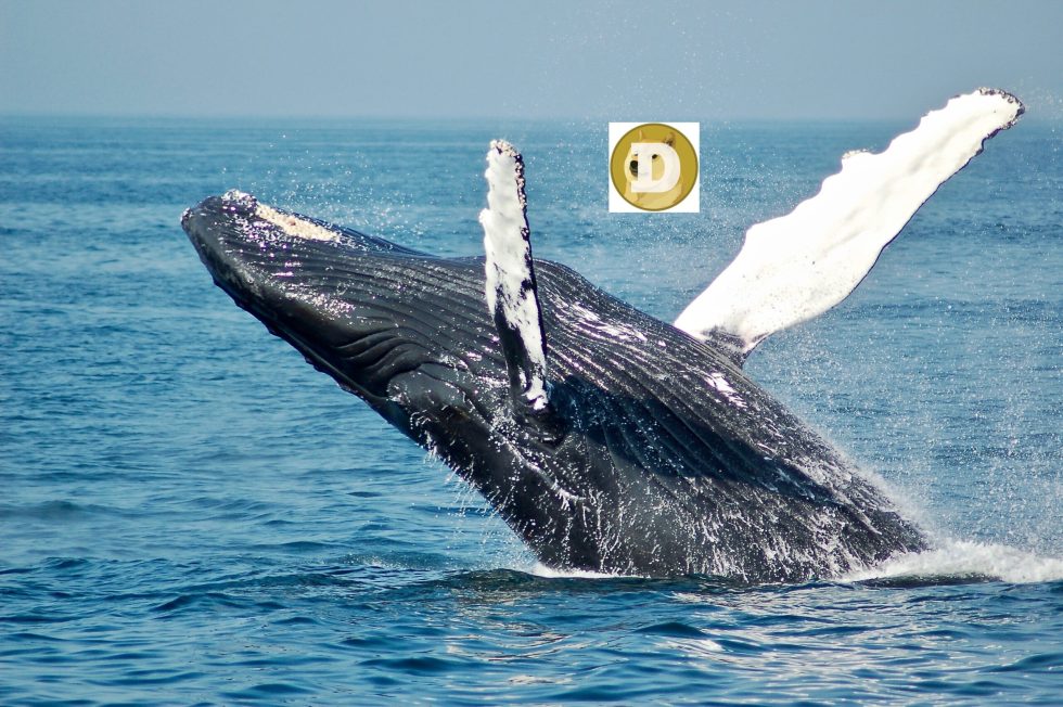 Dogecoin whale address