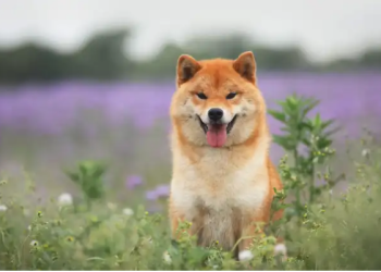 Shiba Inu