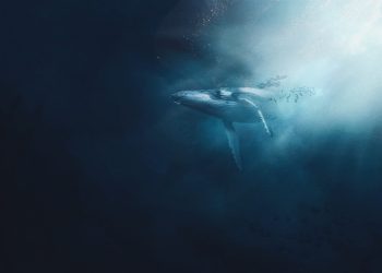 Bitcoin Whales Sleep As $10M+ Transfers Make Up Only 19% Of Total Volume