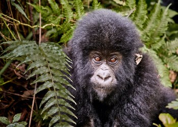 Bitcoin Congo National Park