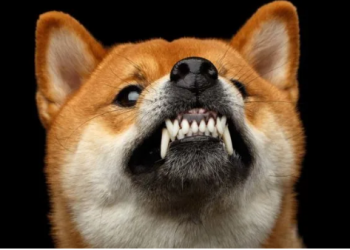 Shiba Inu