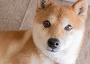 Shiba Inu