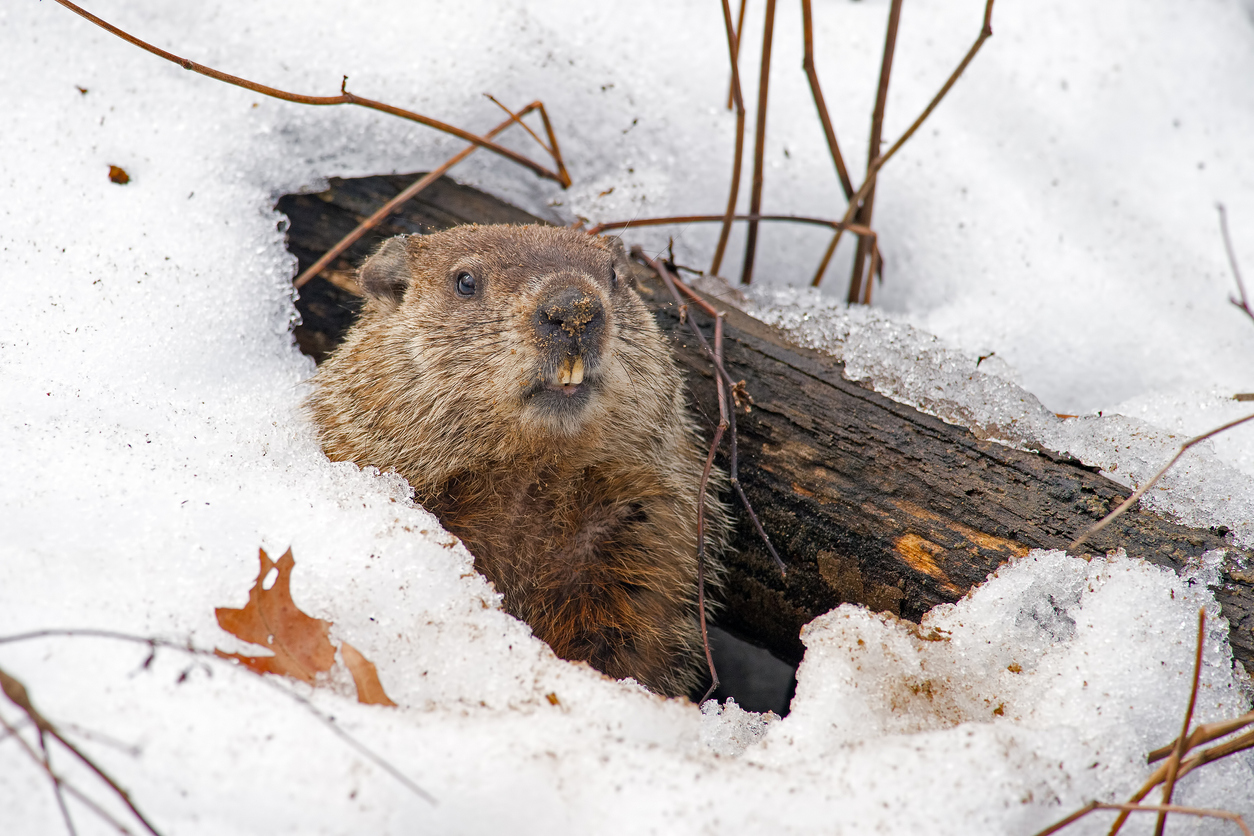 Groundhog Day bitcoin altcoins crypto winter