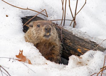 Groundhog Day bitcoin altcoins crypto winter