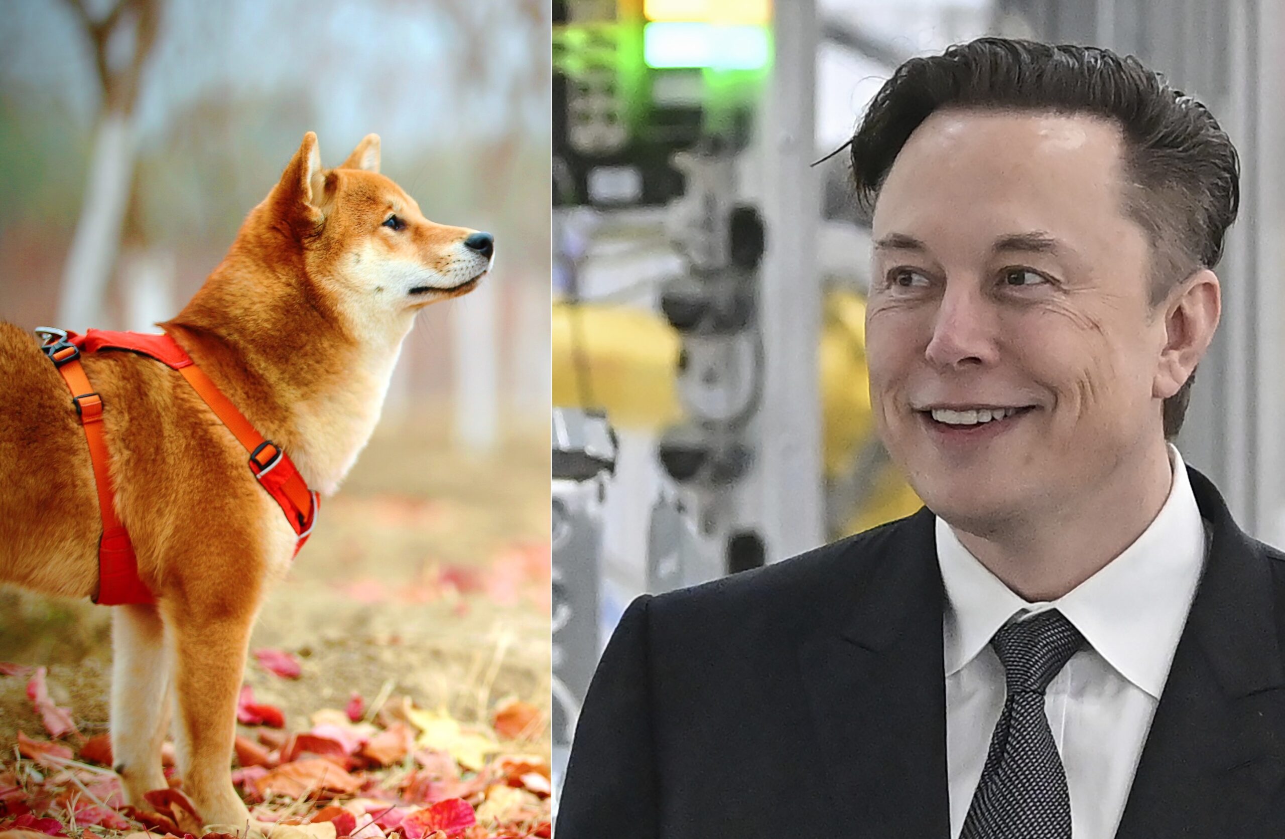 Elon Musk Dogecoin Shiba Inu Floki