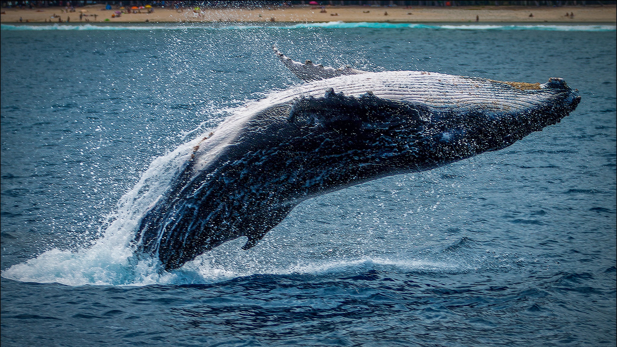 Shiba Inu Whale
