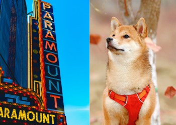 Shiba Inu Paramount