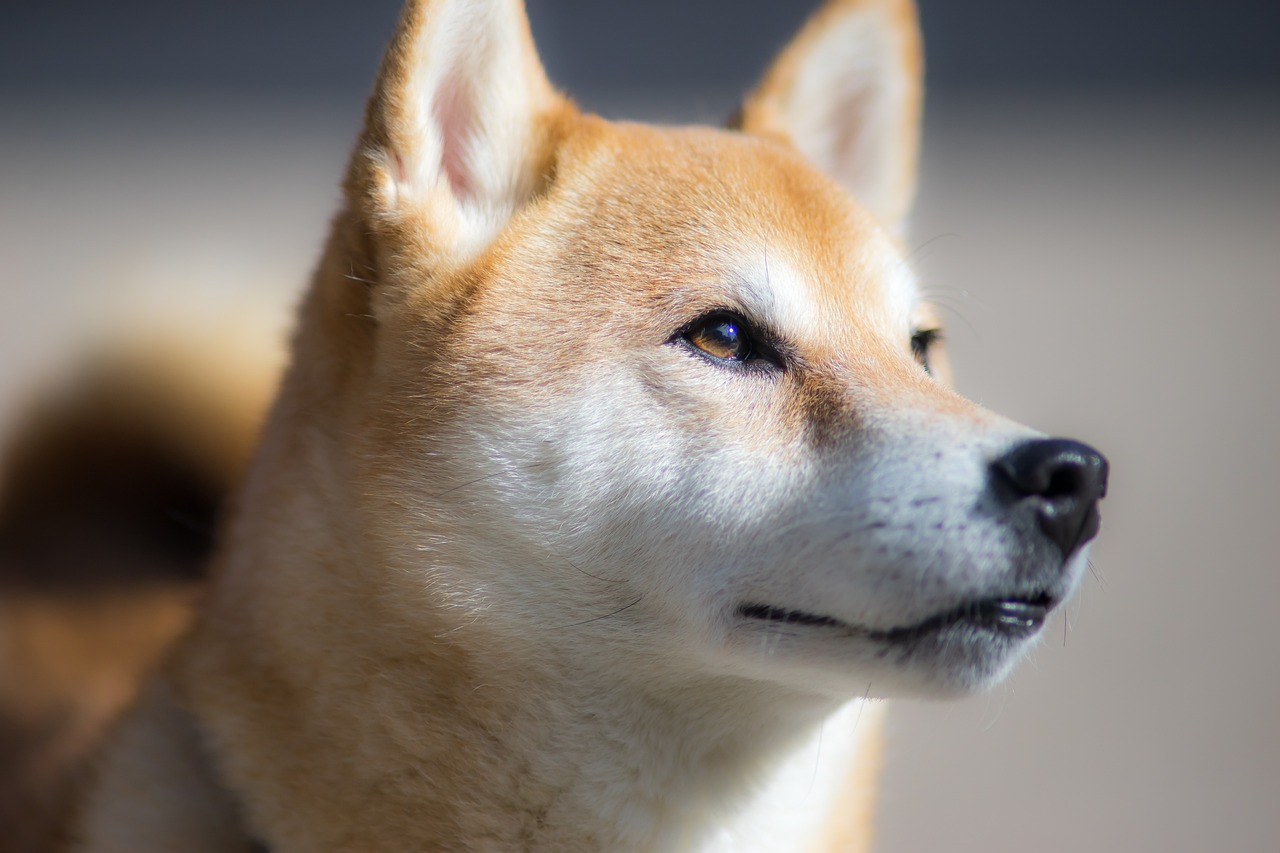 Portuguese NFT Marketplace Joins Shiba Inu Craze, Enables Users to Buy NFTs With SHIB