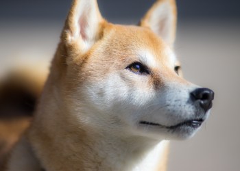 Portuguese NFT Marketplace Joins Shiba Inu Craze, Enables Users to Buy NFTs With SHIB