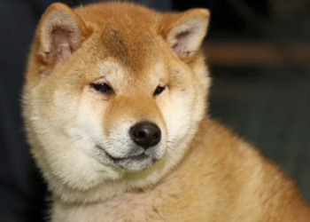 Shiba Inu