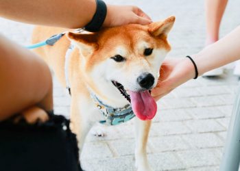 Shiba Inu SHIB