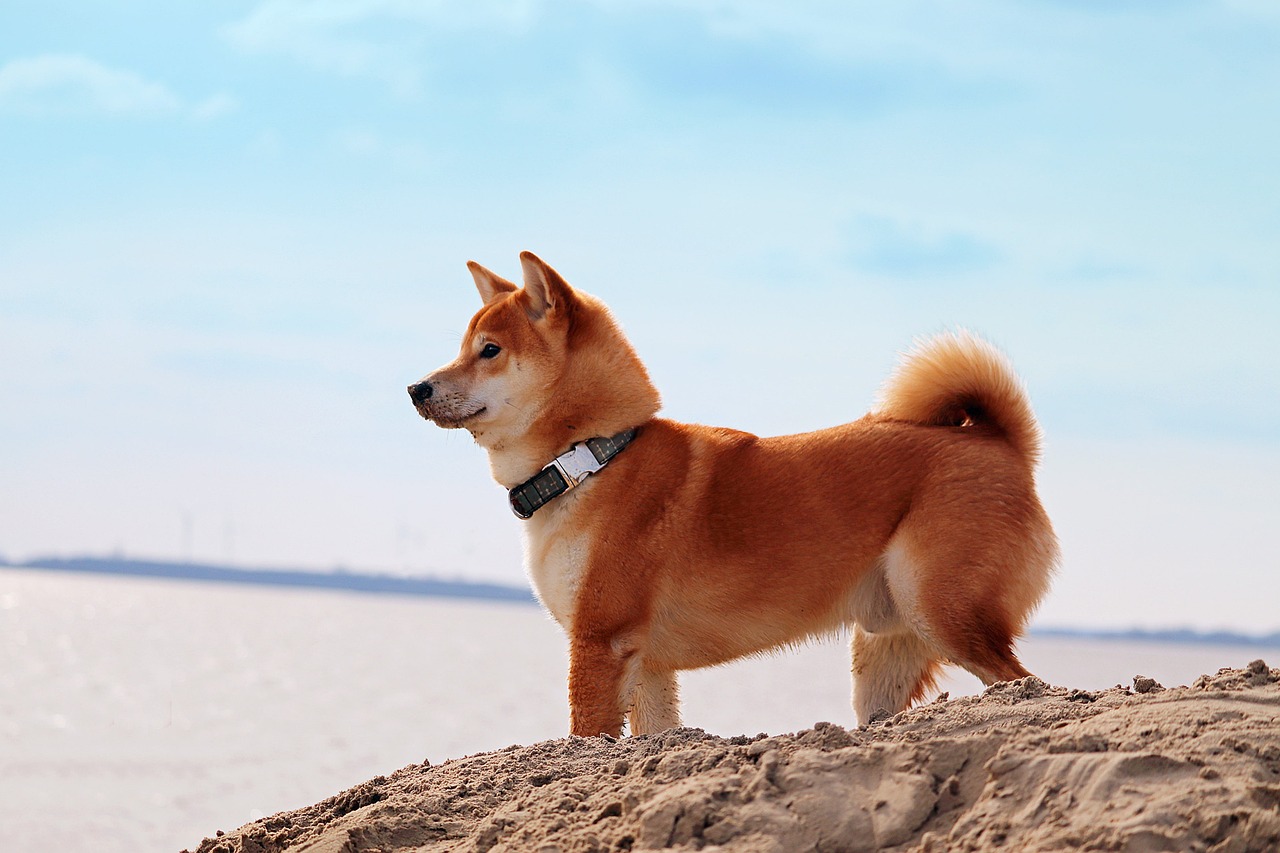 Read more about the article Hollywood’s Attention Turns To SHIB Metaverse, Shiba Inu Advisor Reveals