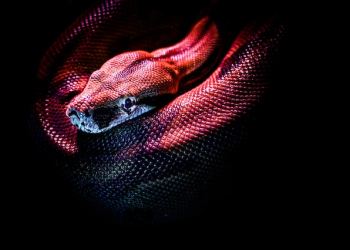 Snake Bitcoin Crypto US Congressman