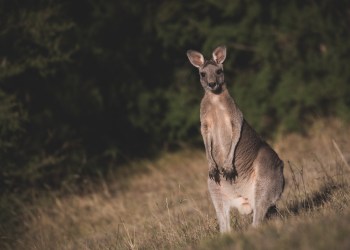 Top 10 Casinos in Australia – Best Real Money Online Casinos