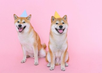 SHIB and DOGE won’t be the Meme Coins of the Next Bull Market; Avorak can Help Trade