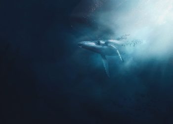 Ethereum Whales