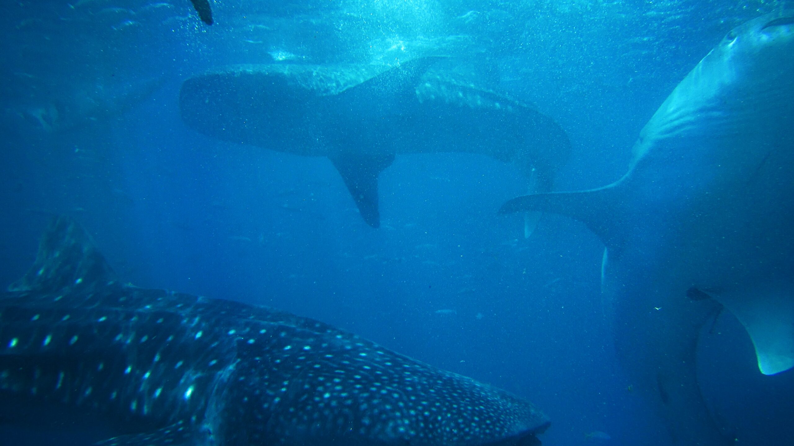 Stablecoin Shark Whale