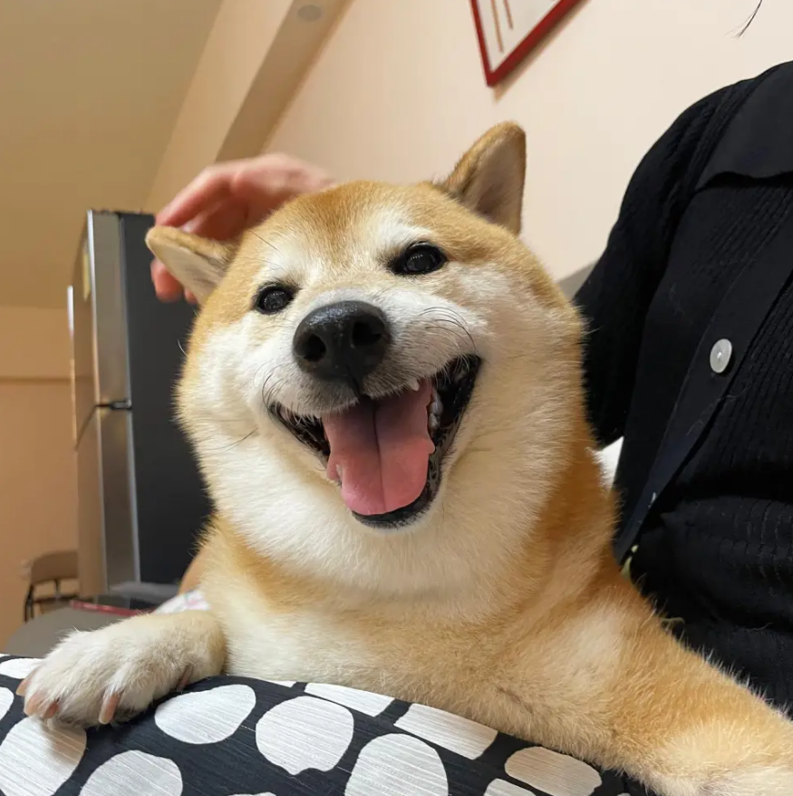 Goodbye, Cheems: Iconic Dogecoin Meme Pooch Succumbs To Leukemia At Age ...