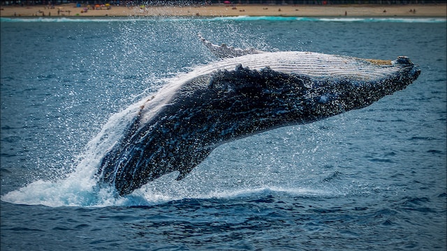 Unreported Cardano News: ADA Whale Shares “Bullish” Trading Project