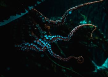 kraken crypto bitcoin btc btcusdt jesse powell