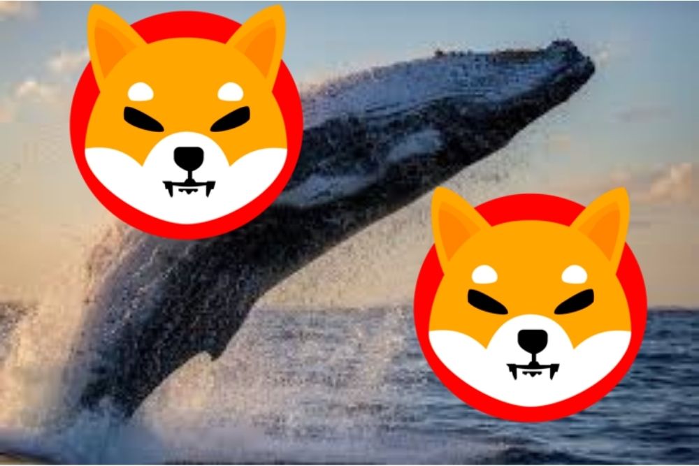 Shiba Inu Whale Transactions Spike 1300% In 24 Hours, What’s Going On?