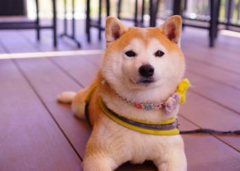Shiba Inu