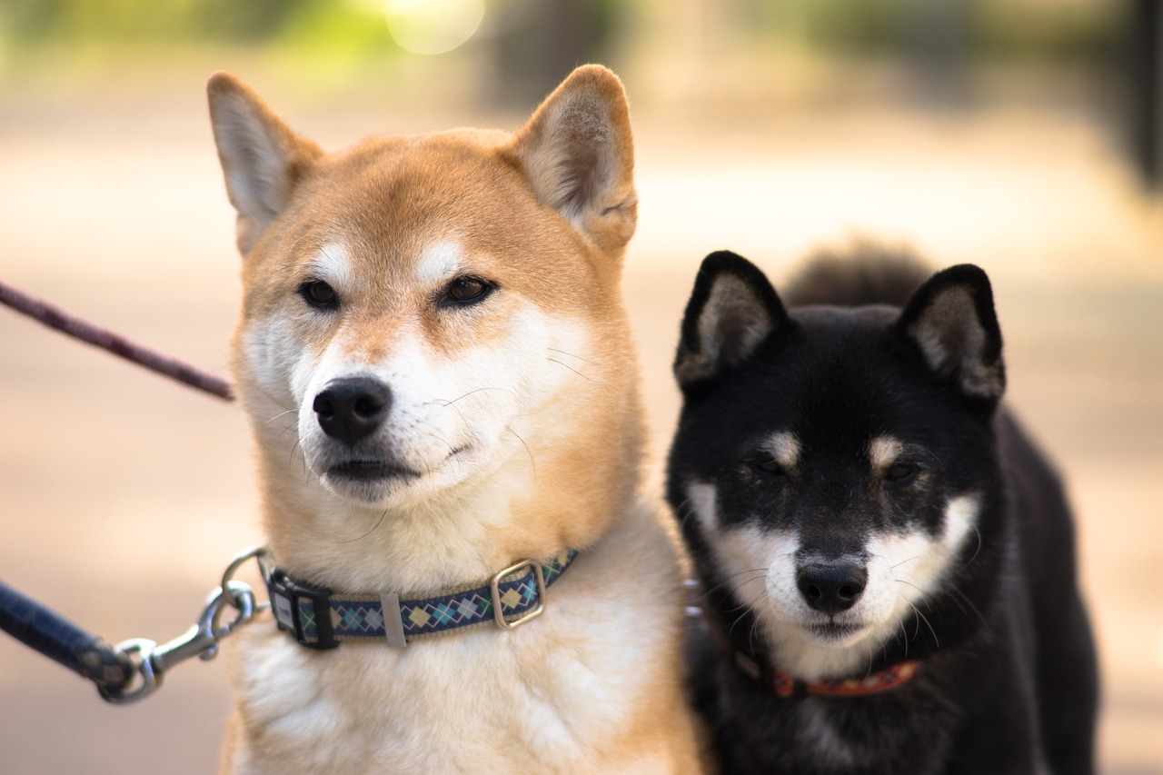Shiba Inu Army On The Rise: Daily Active Addresses Soar Over 170%
