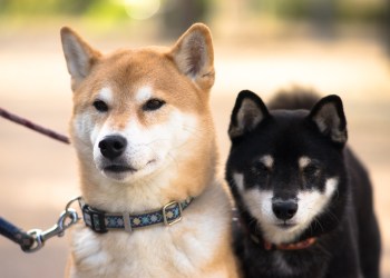 Shiba Inu