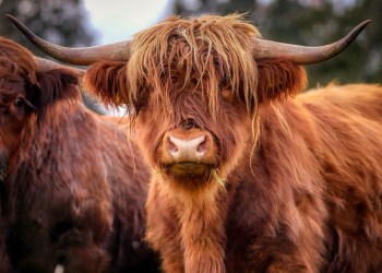 3 Meme Coins You Should Have In Your Portfolio For The Bull Run