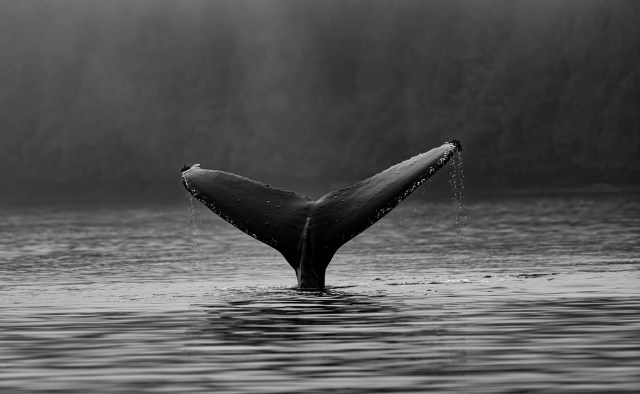 Bitcoin Whale Abruptly Moves 16,003 BTC After 5+ Years Silence