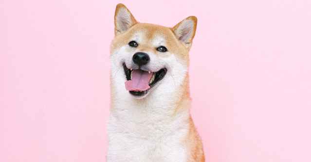 Shiba Inu Large Transactions Spike Over 1,000% – Are Whales Ready To Drive The Price To $0.00008?