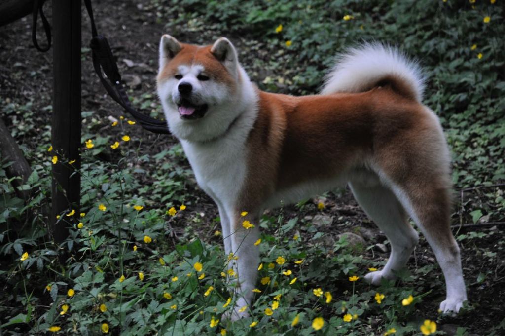 Акита переходит на цифровые технологии: японское общество использует блокчейн для охраны пород собак