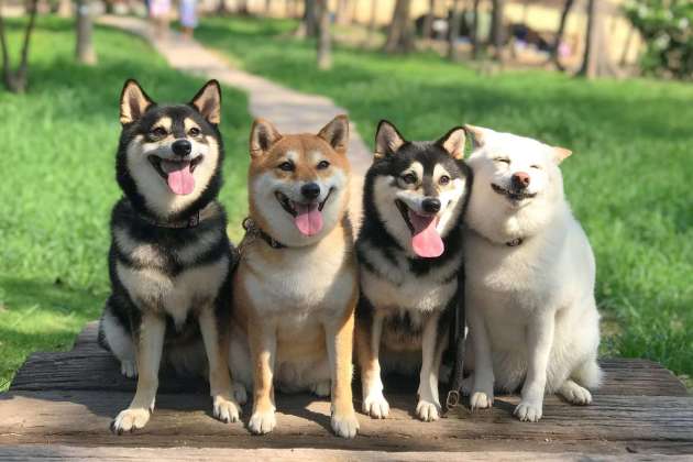 Why Is Dogecoin And Shiba Inu Price Up Today?