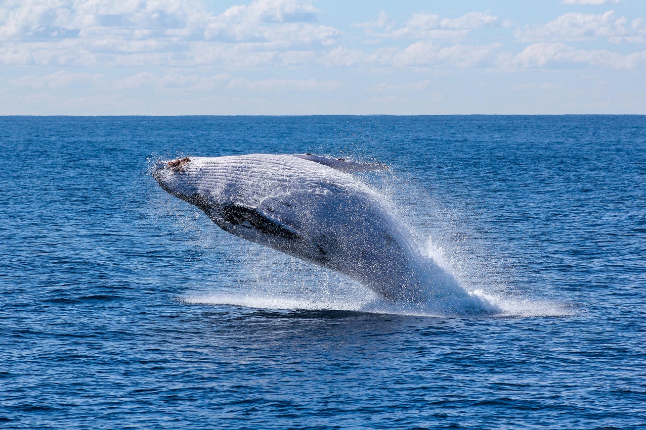 Litecoin Whales Buy Big Despite Bearish Price: Rebound Soon?