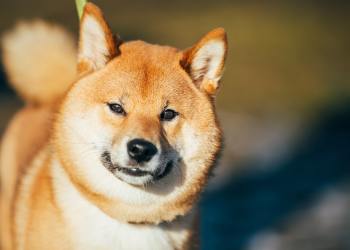 Shiba Inu